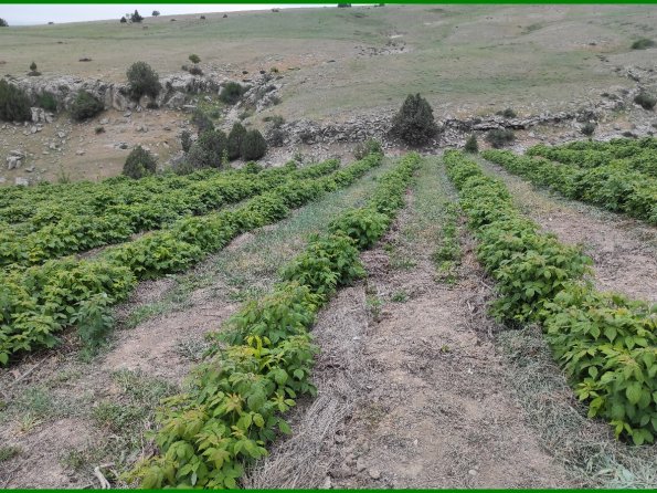 Raspberry Rows With Weeds Cut