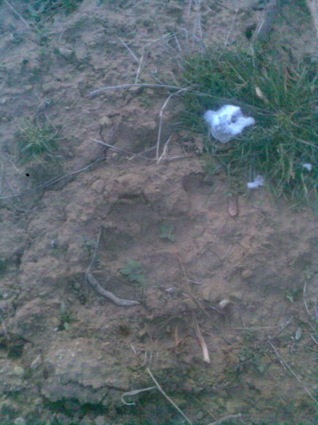 2011 11 08 Footprint of Porcupine Damaged Apricot