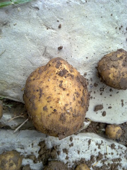 Potatoe 1