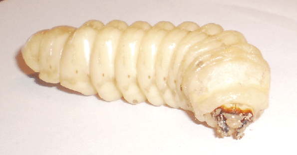 XXXL-Larvae