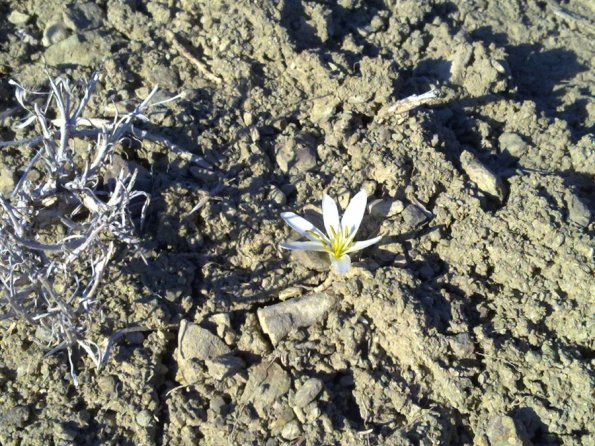 White Flower Blooming in January 2