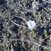 White-Violet Flower Blooming in January 2