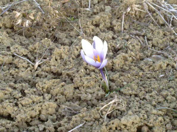White-Violet Flower Blooming in January 3