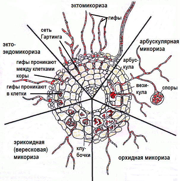 vidy-mikorizy