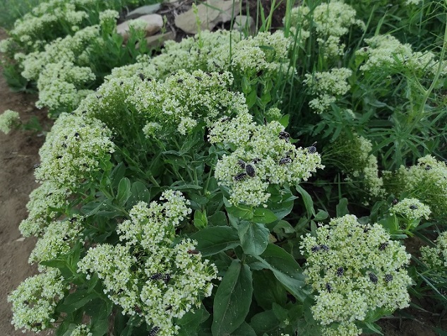 Бай-куле и ала-куле