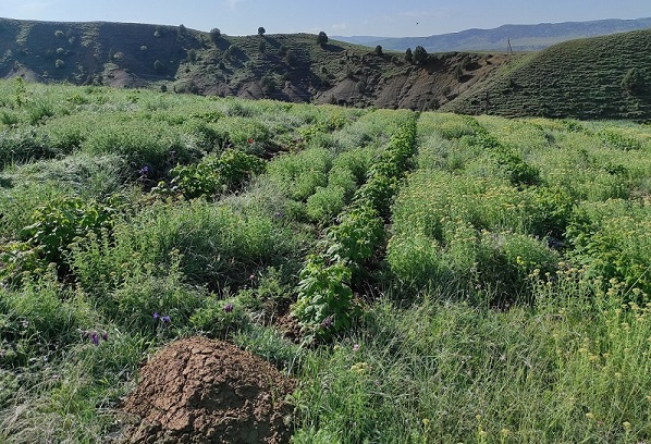 Трава в саду