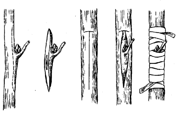 Хурма - прививание