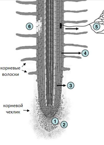 Схема корня