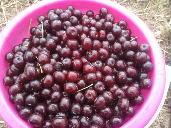 Tart-Cherry-Collected_595
