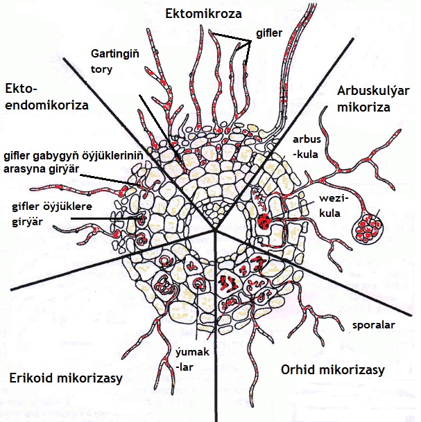 vidy-mikorizy tkm